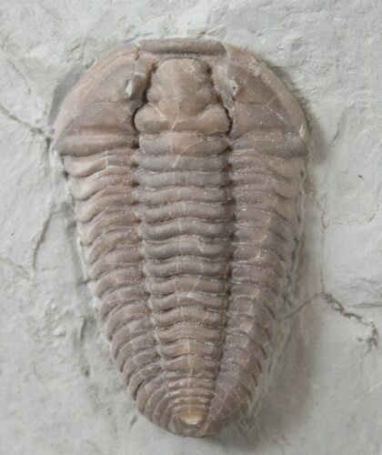 Huge Flexicalymene Trilobite - Top Quality #15911